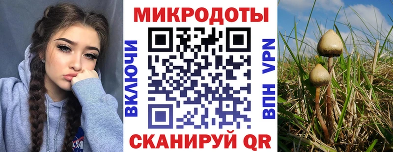 Галлюциногенные грибы Psilocybe  Никольское 
